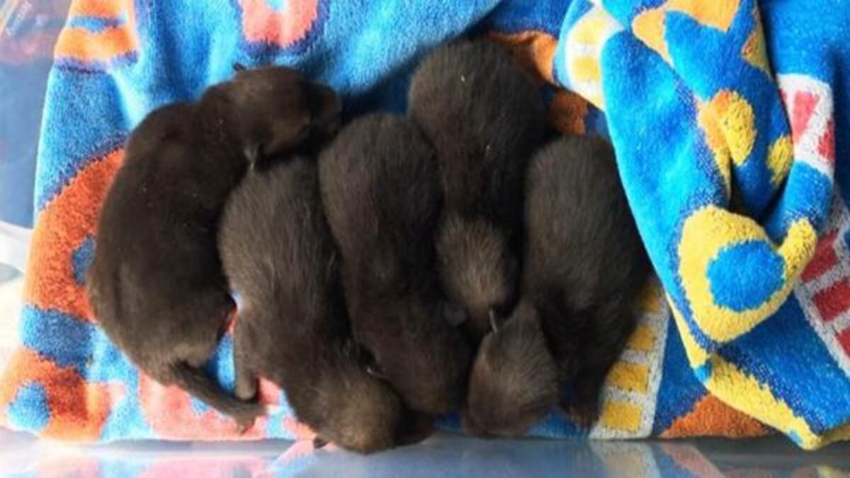 Un homme sauve des chiots, mais se rend vite compte qu'ils n'étaient pas ce qu'il pensait !