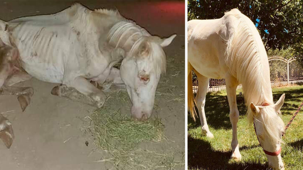 Un homme sauve un cheval squelettique, sa vie va basculer pour toujours