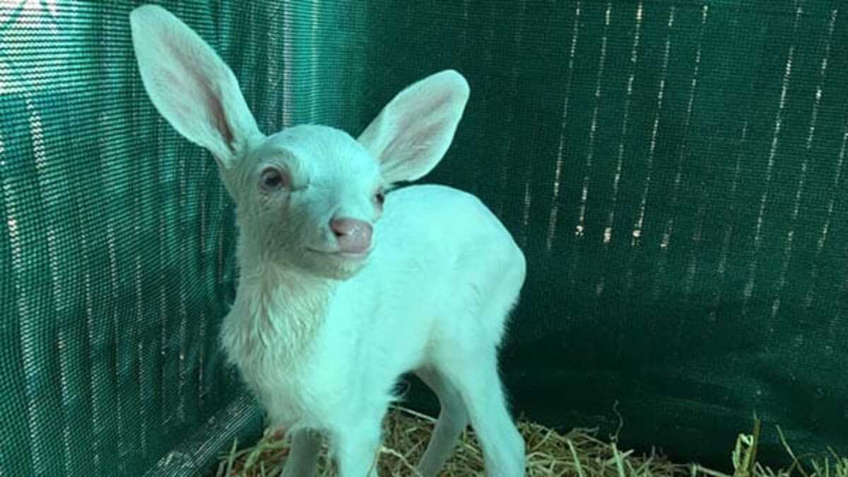 Il pense sauver un mouton sur le bord de la route, et découvre que c ...