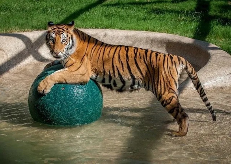 Un jeune tigre de cirque est sauvé in extremis, sa vie va basculer pour toujours