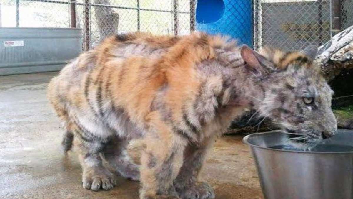 Un jeune tigre de cirque est sauvé in extremis, sa vie va basculer pour toujours