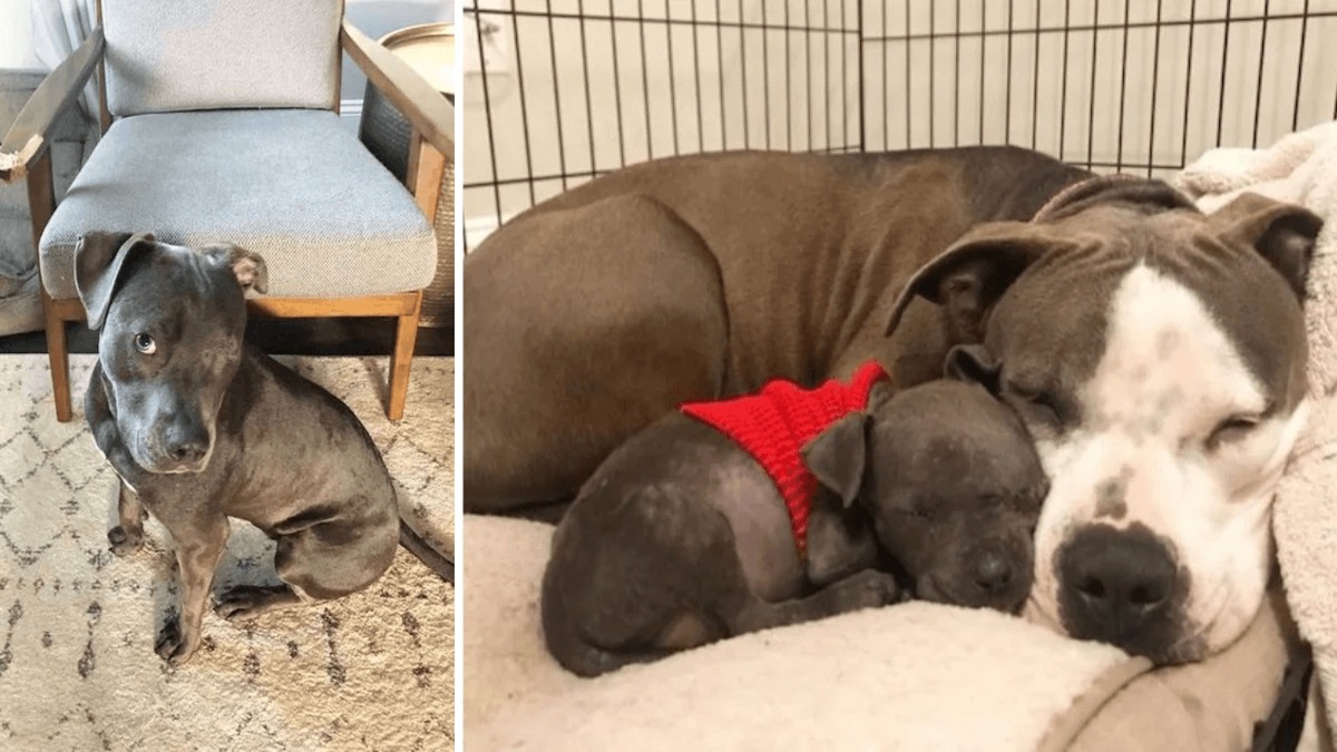 Un Pitbull au cœur brisé qui a perdu ses chiots trouve une raison d'être avec un chiot orphelin