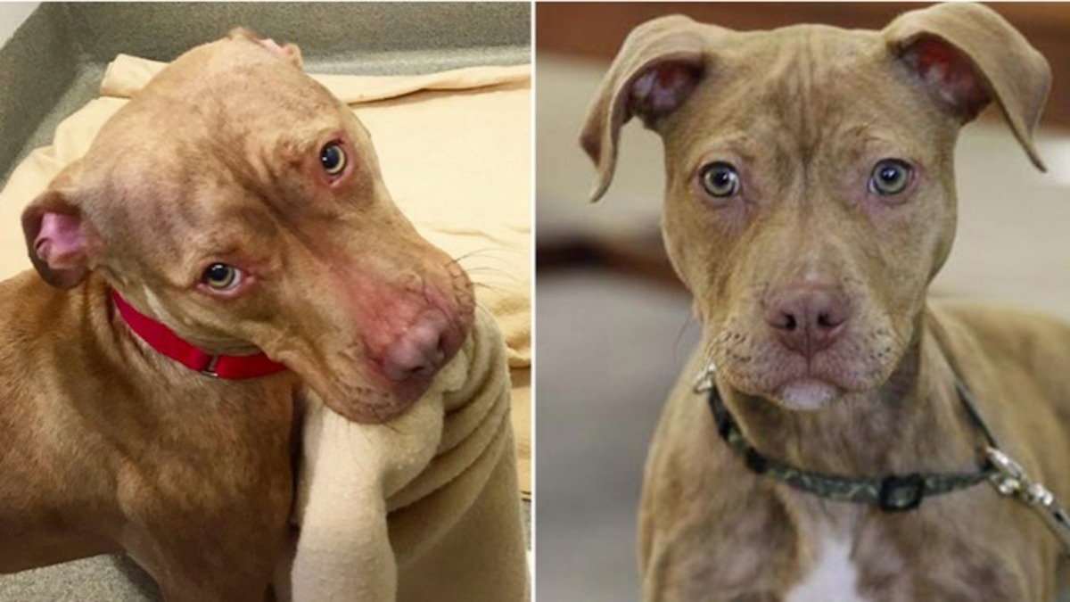 Un pitbull fait son lit au refuge tous les jours en attendant qu'une famille l'adopte !