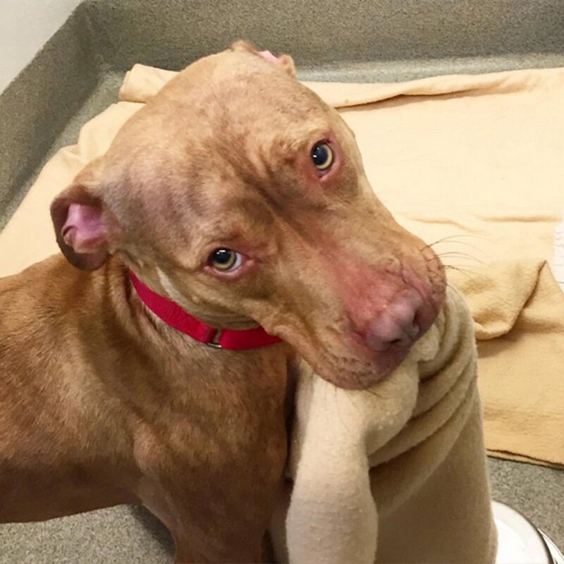 Un pitbull fait son lit au refuge tous les jours en attendant qu'une famille l'adopte !