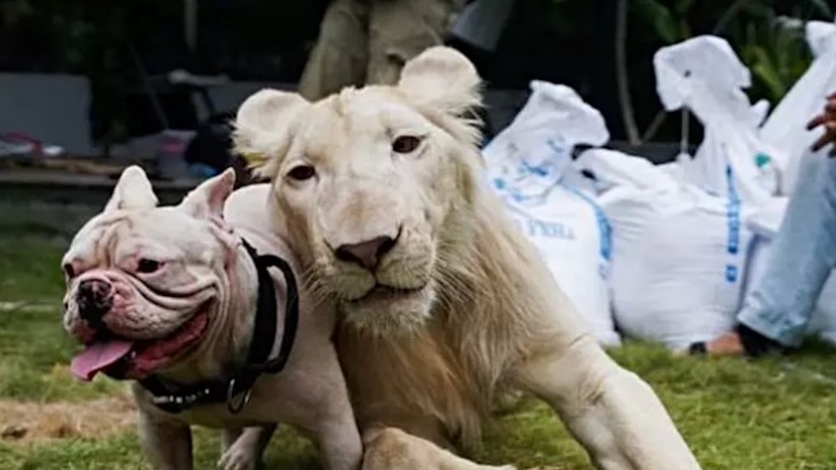 Un puma demande de l'aide à un chien, vous ne devinerez jamais la raison !