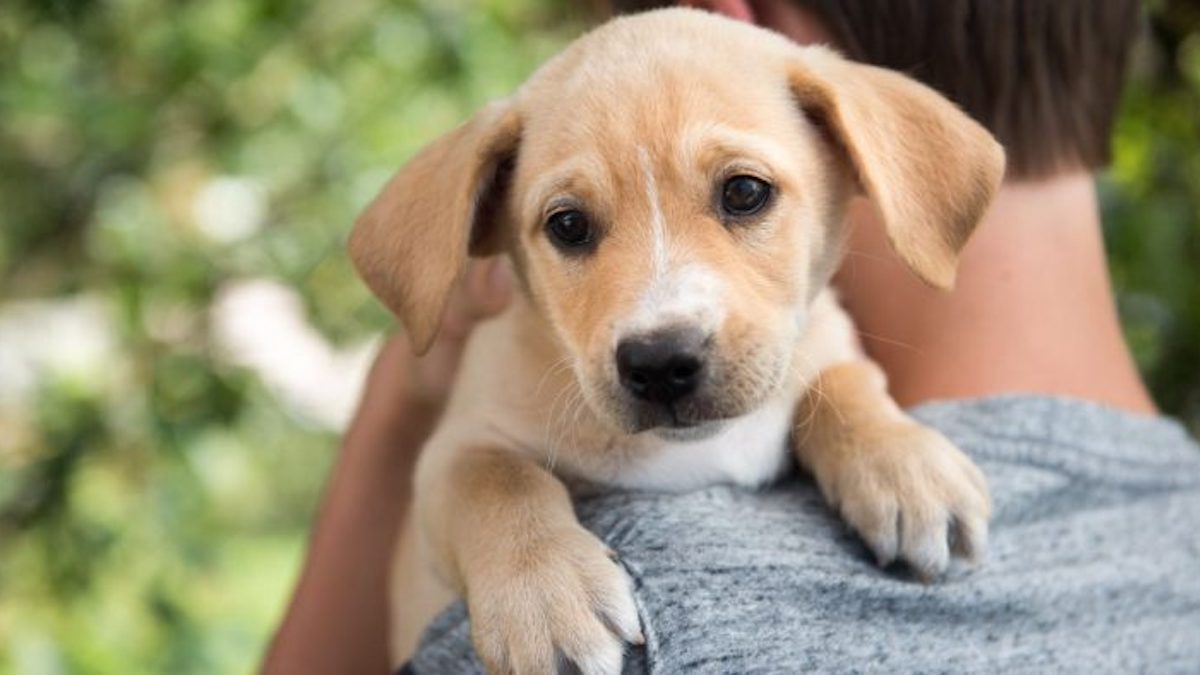Un vétérinaire révèle pourquoi vous devriez arrêter de faire des câlins à votre chien