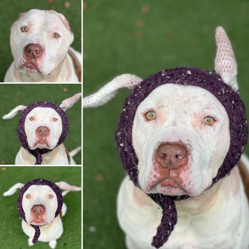 Un vétérinaire tricote de "nouvelles oreilles" pour un chien blessé qui cherche un nouveau foyer