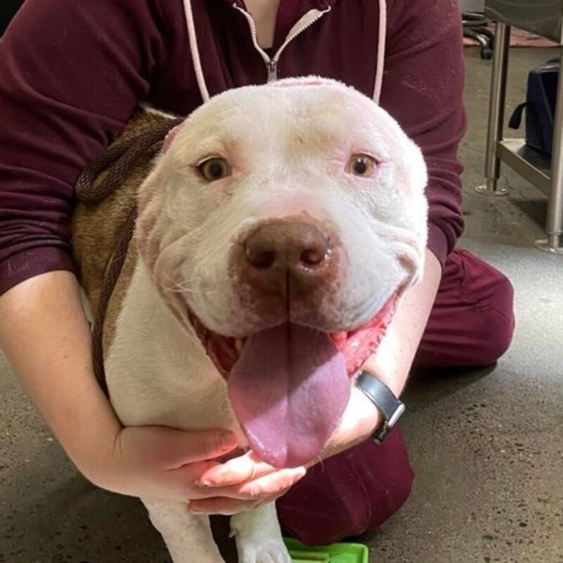 Un vétérinaire tricote de "nouvelles oreilles" pour un chien blessé qui cherche un nouveau foyer
