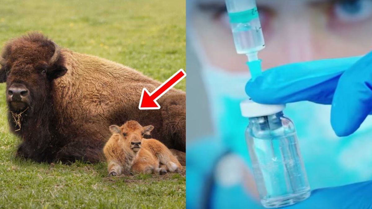 Un visiteur touche un jeune bison dans un parc national, l’animal a dû être euthanasié !