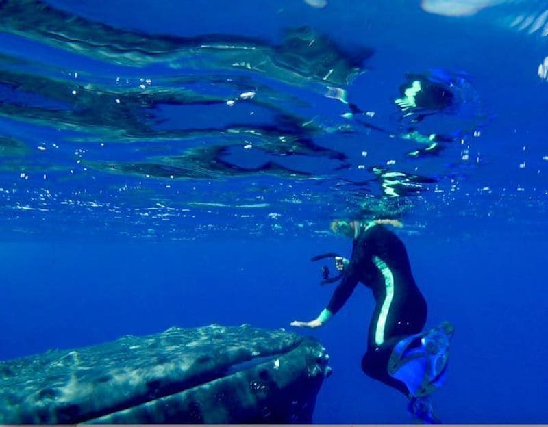 Une baleine refuse de laisser partir la plongeuse, elle pousse un cri quand elle comprend pourquoi