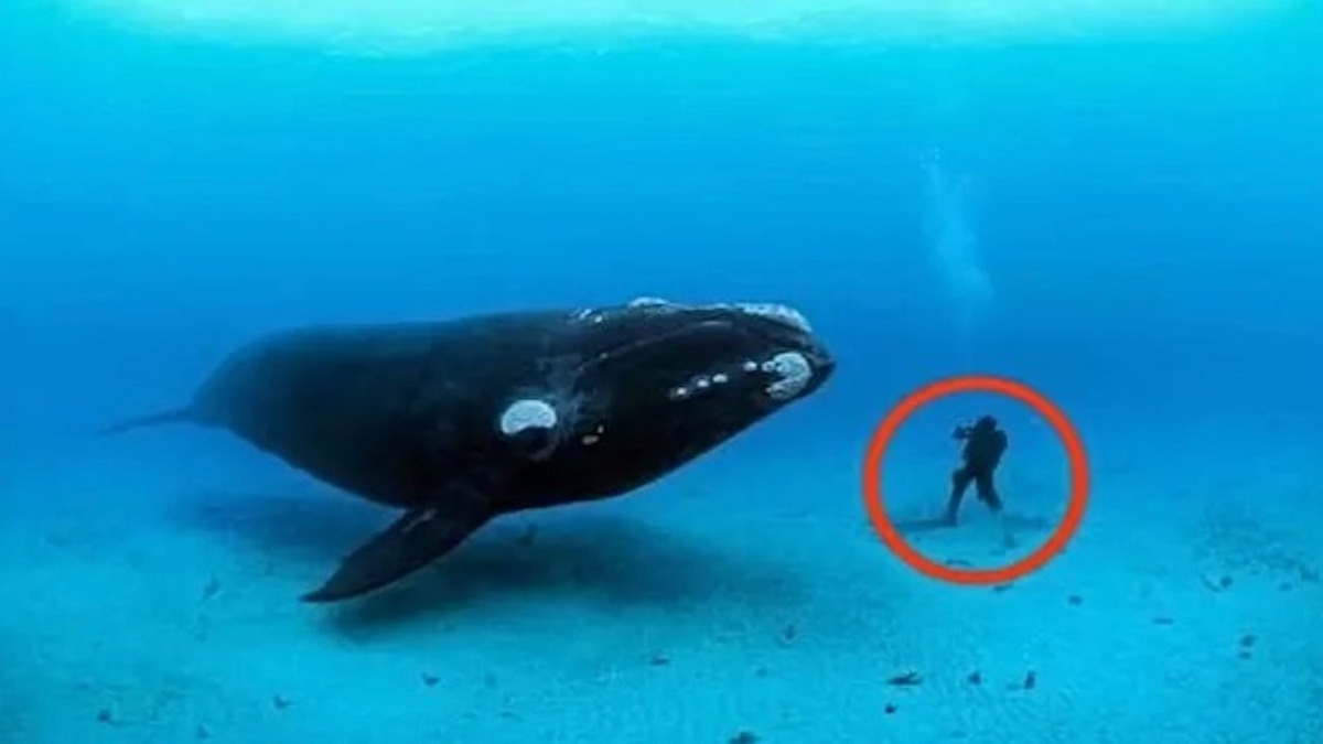 Une baleine refuse de laisser partir la plongeuse, elle pousse un cri quand elle comprend pourquoi