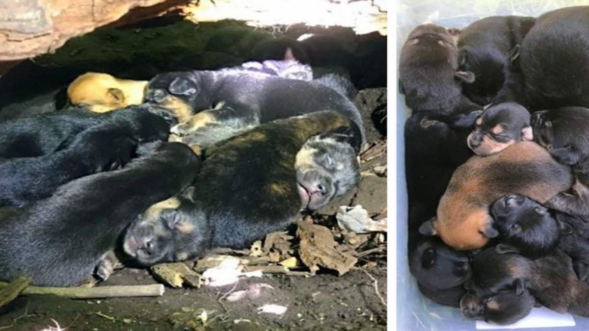 Une chienne à la patte blessée réussit à sauver ses 13 chiots d’un incendie