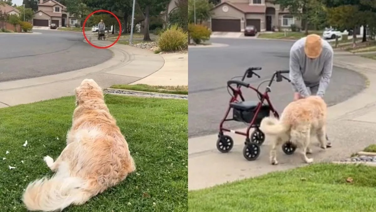 Une chienne en or attend chaque jour à l'extérieur de sa maison pour saluer son meilleur ami âgé