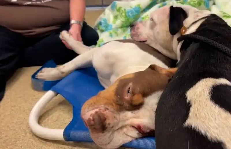 Une chienne refuse de quitter son meilleur ami, ils lui donnent un objet bouleversant (Vidéo)