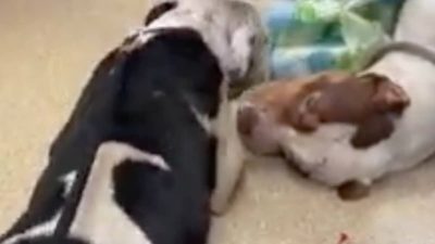 Une chienne refuse de quitter son meilleur ami, ils lui donnent un objet bouleversant (Vidéo)