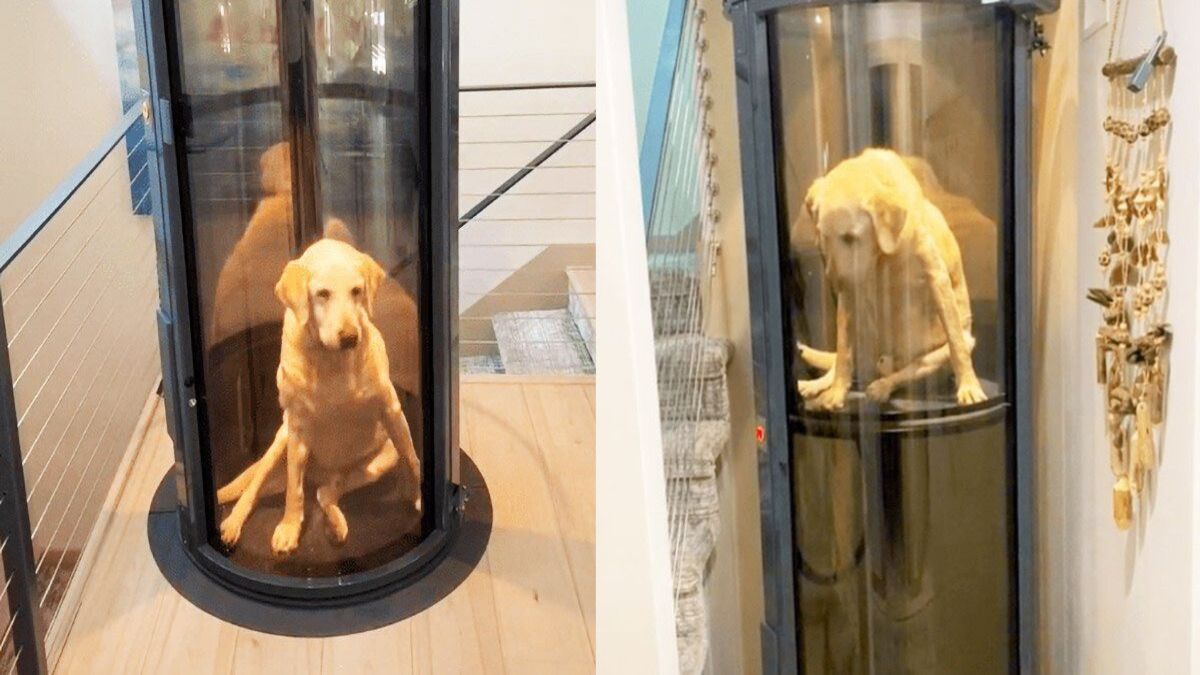 Une famille crée un ascenseur pour son chien incapable de monter les escaliers