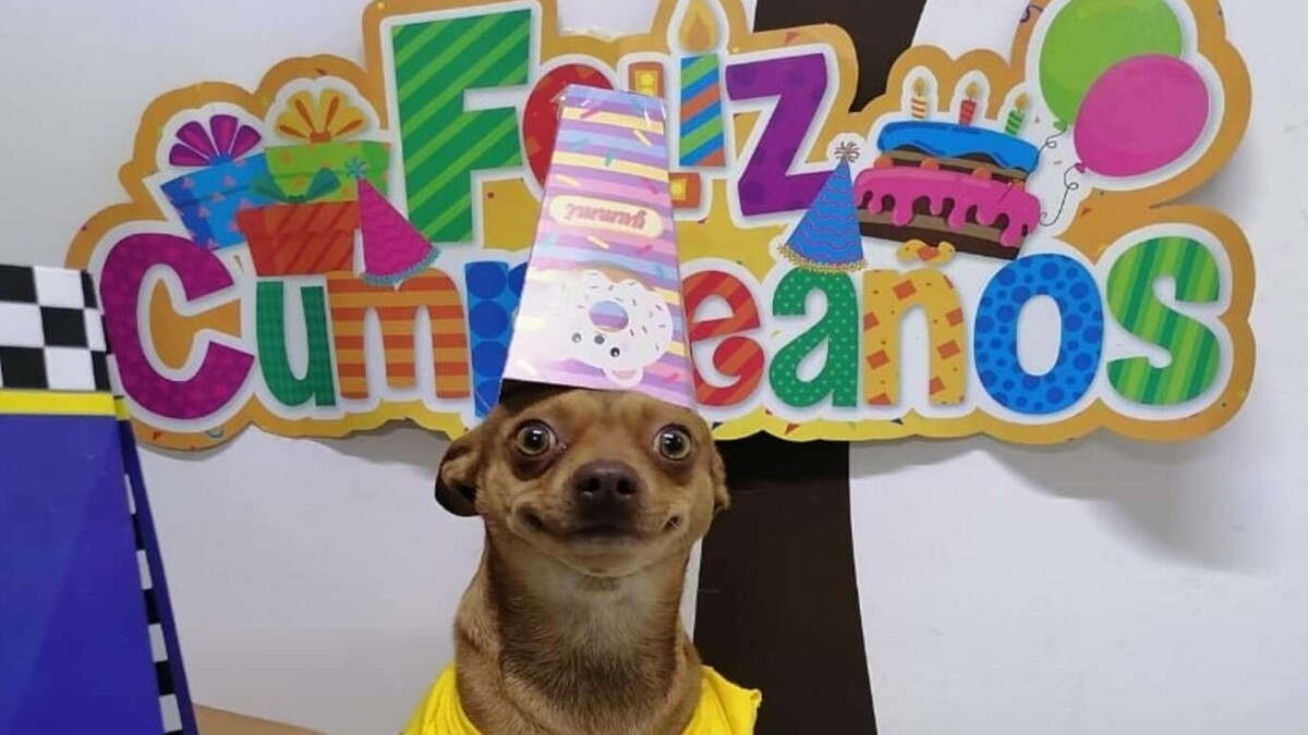 Une famille organise une fête d'anniversaire pour un chien, voici comment il a réagi