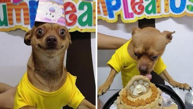 Une famille organise une fête d'anniversaire pour un chien, voici comment il a réagi
