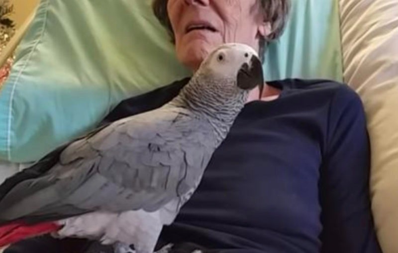 Une femme mourante fait ses adieux à son perroquet, l’oiseau a une réaction bouleversante