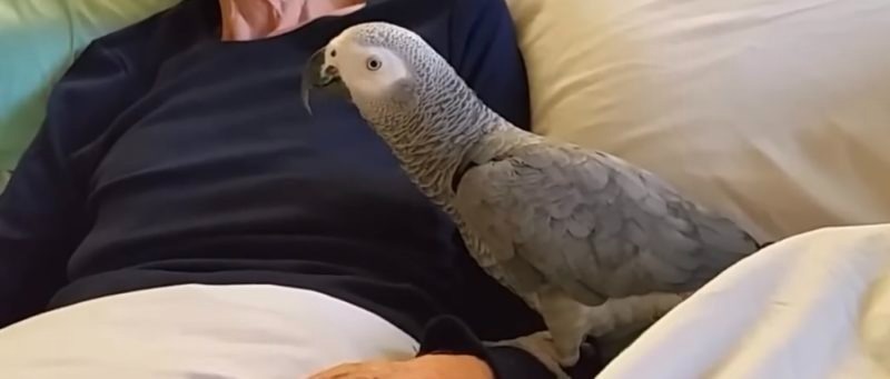 Une femme mourante fait ses adieux à son perroquet, l’oiseau a une réaction bouleversante