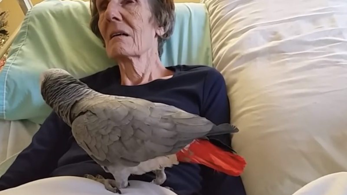 Une femme mourante fait ses adieux à son perroquet, l’oiseau a une réaction bouleversante