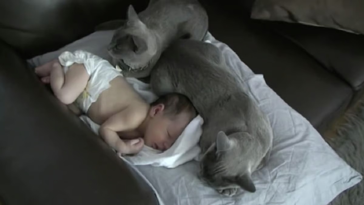 Vidéo, la preuve qu'un bébé peut voler le cœur des chats