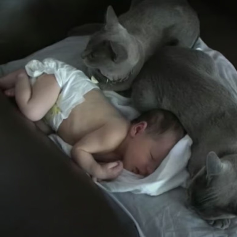 Vidéo, la preuve qu'un bébé peut voler le cœur des chats