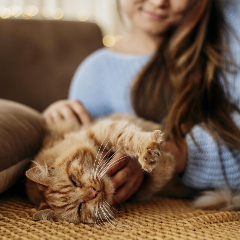 Voici 5 avantages d'avoir un chat à la maison