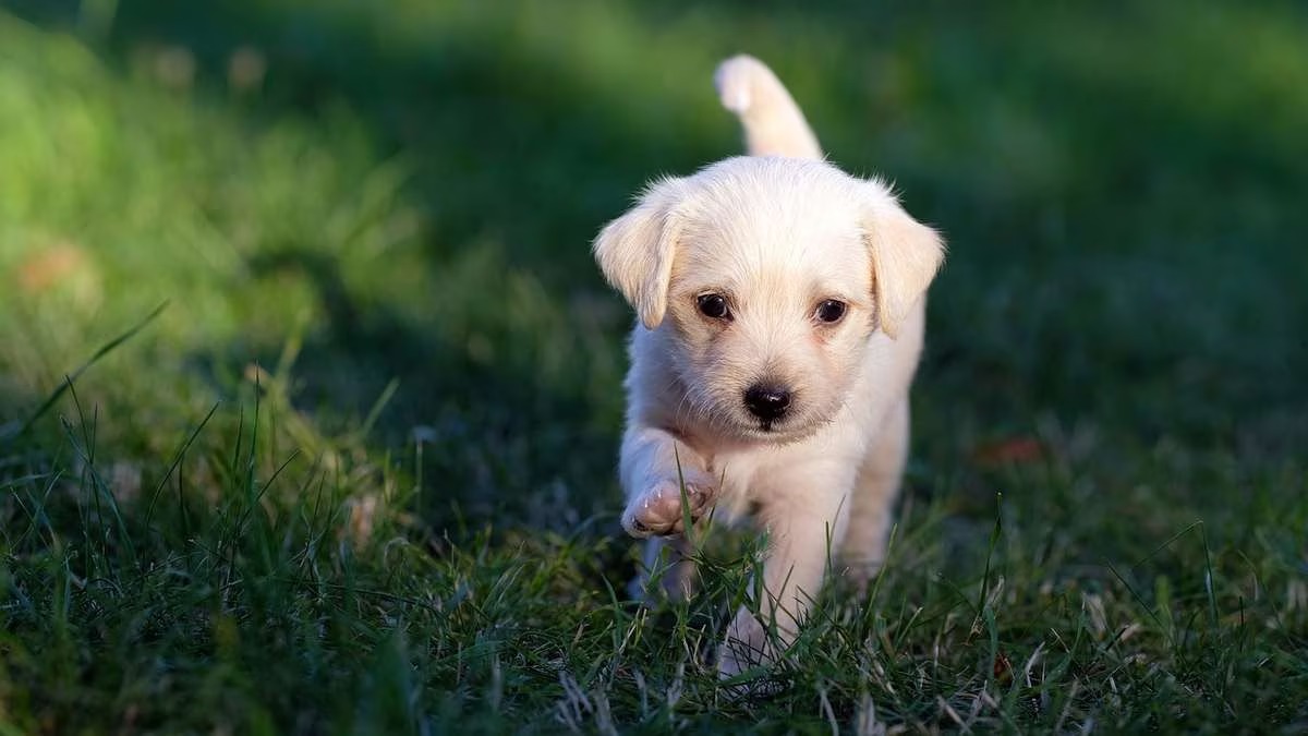 Voici ce que font les chiens pour remercier leurs maîtres