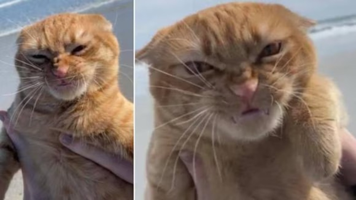 Voici la réaction d'un chat lorsqu'il a vu la plage pour la première fois !