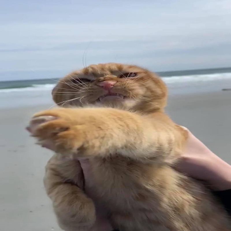 Voici la réaction d'un chat lorsqu'il a vu la plage pour la première fois !