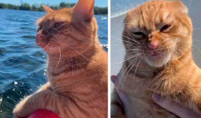 Voici la réaction d'un chat lorsqu'il a vu la plage pour la première fois !