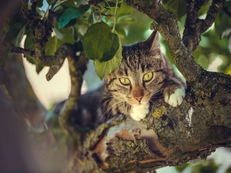 3 clés pour comprendre et prévenir les fugues de chats