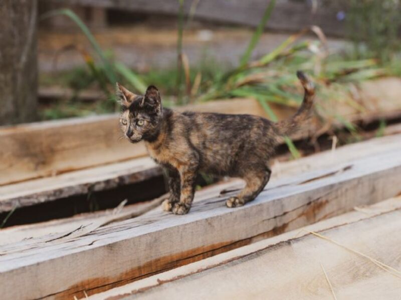 3 clés pour comprendre et prévenir les fugues de chats