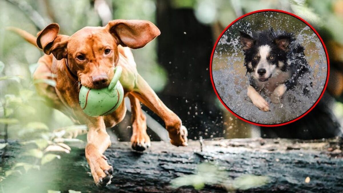 3 races de chiens adorables dont le comportement peut devenir destructeur