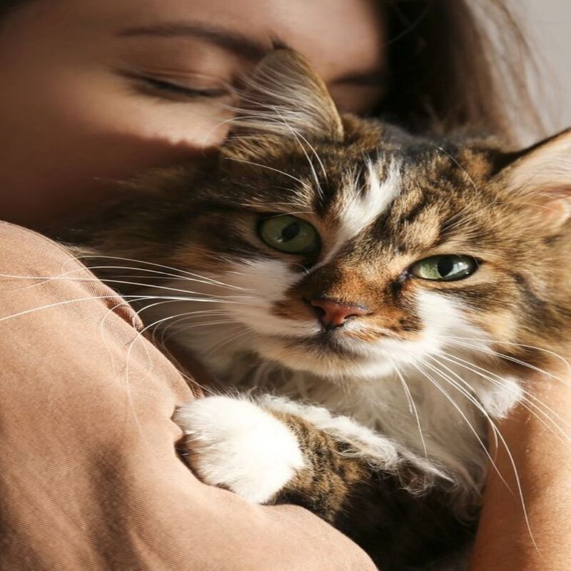 5 clés à absolument connaître si vous voulez gagner facilement le cœur d'un chat