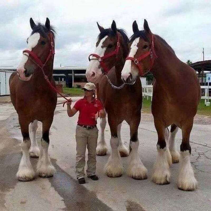 Chevaux Clydesdale