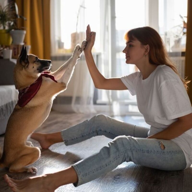 5 habitudes que tout bon propriétaire de chien devrait suivre