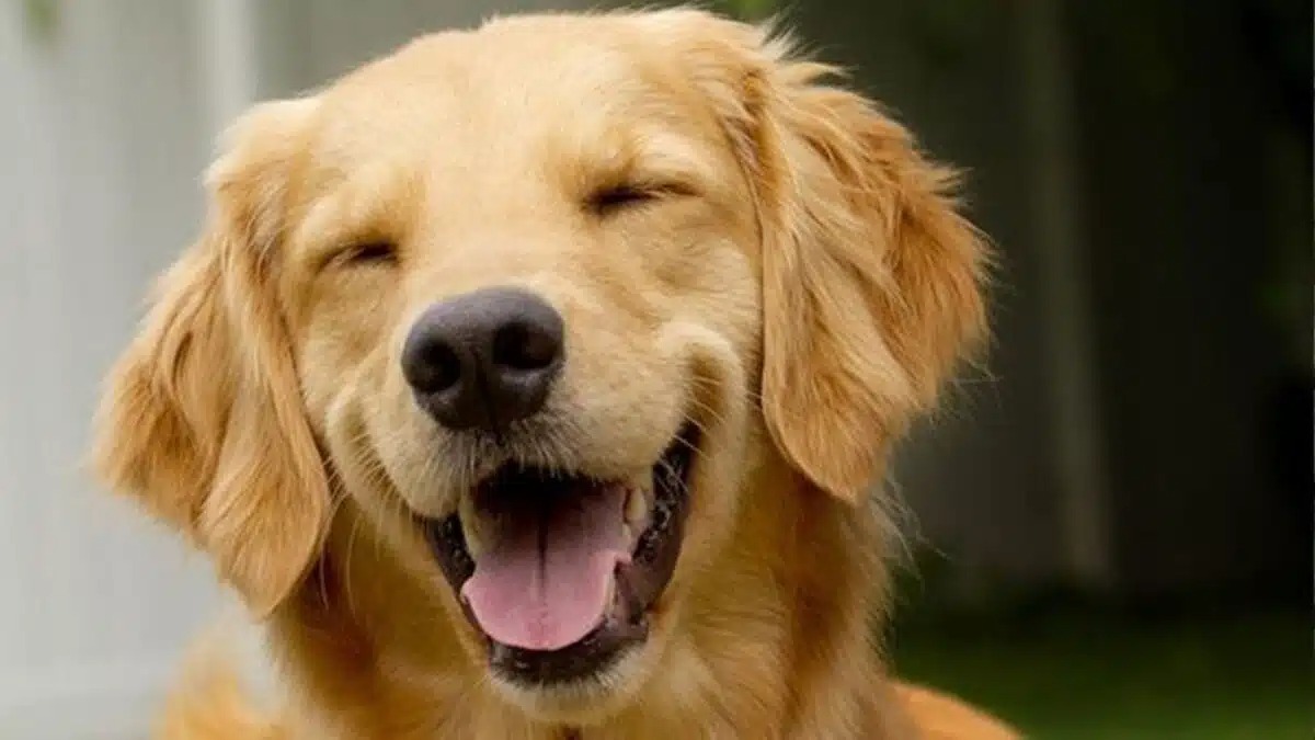 5 habitudes simples pour avoir un chien heureux et en bonne santé à la maison ; peu les font toutes