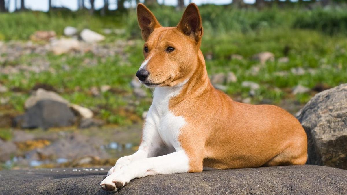 5 races de chiens vraiment inhabituelles