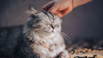 6 indices qui révèlent qu'un chat vous aime