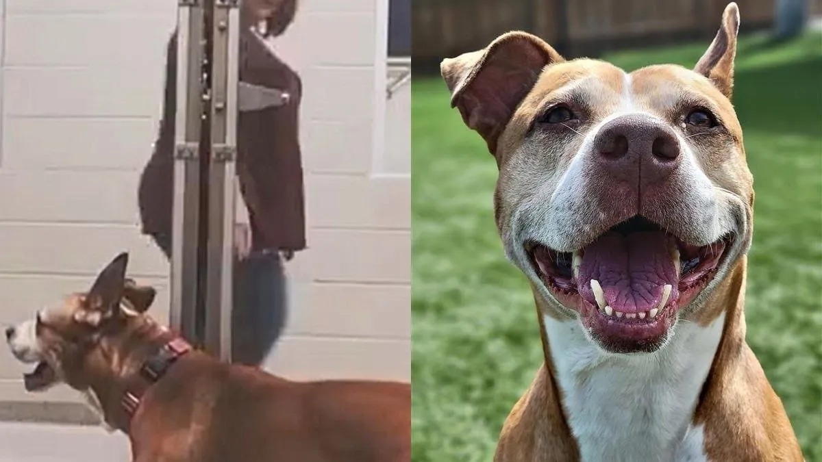 Après un an d'attente, un chien de refuge est adopté !