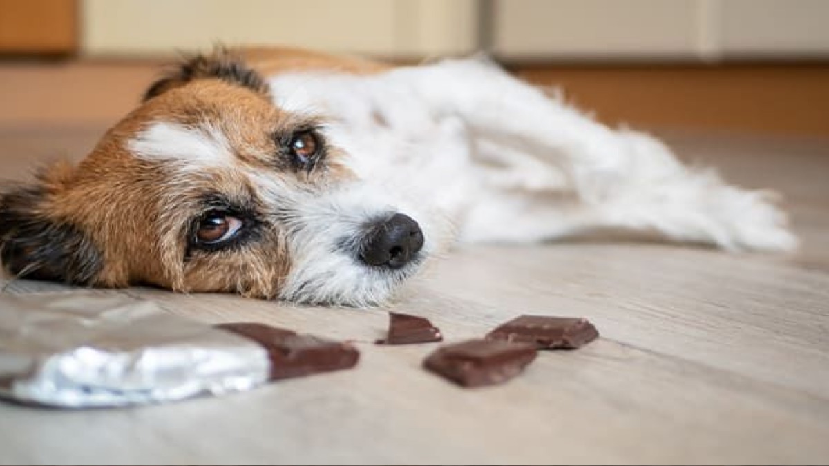 Attention à ces 12 aliments toxiques et très dangereux pour les chiens et les chats !