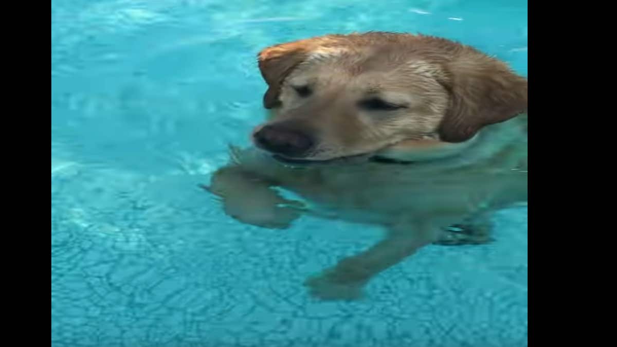 Ce chien a du mal à nager, il trouve alors une technique qui va vous faire exploser de rire !