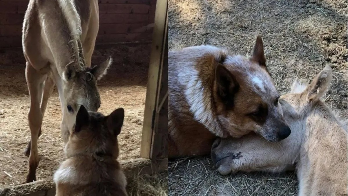 Ce chien a pris soin d'un poulain solitaire après le décès de sa mère !