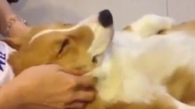Ce chien adore se faire masser tout le corps, c’est un véritable pacha