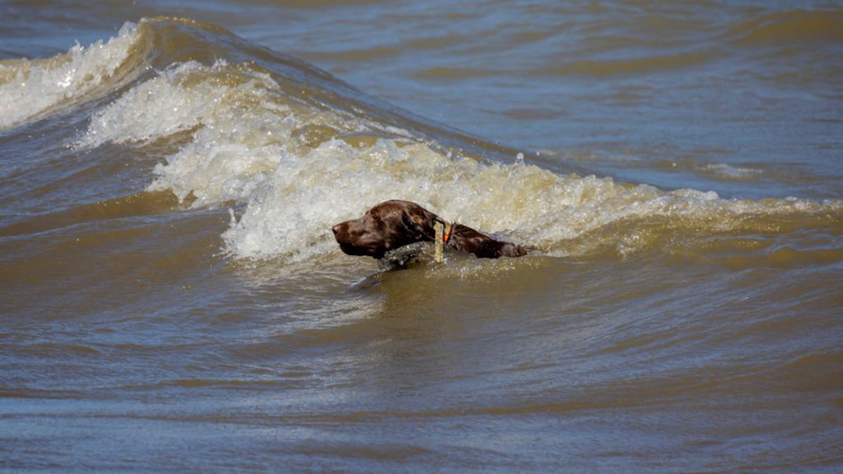 Ce chien emporté par le courant est en train de se noyer, regardez qui lui vient en aide