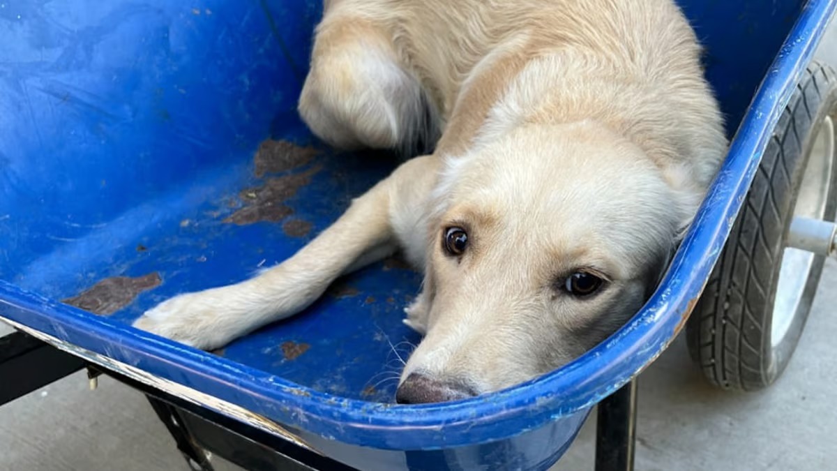 Ce chien est mis dans brouette pour être euthanasié, son destin va basculer en 1 seconde