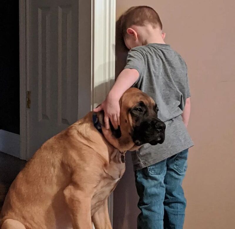 Ce chien est solidaire de son petit maître et participe à sa punition pour qu'il ne se sente pas seul !