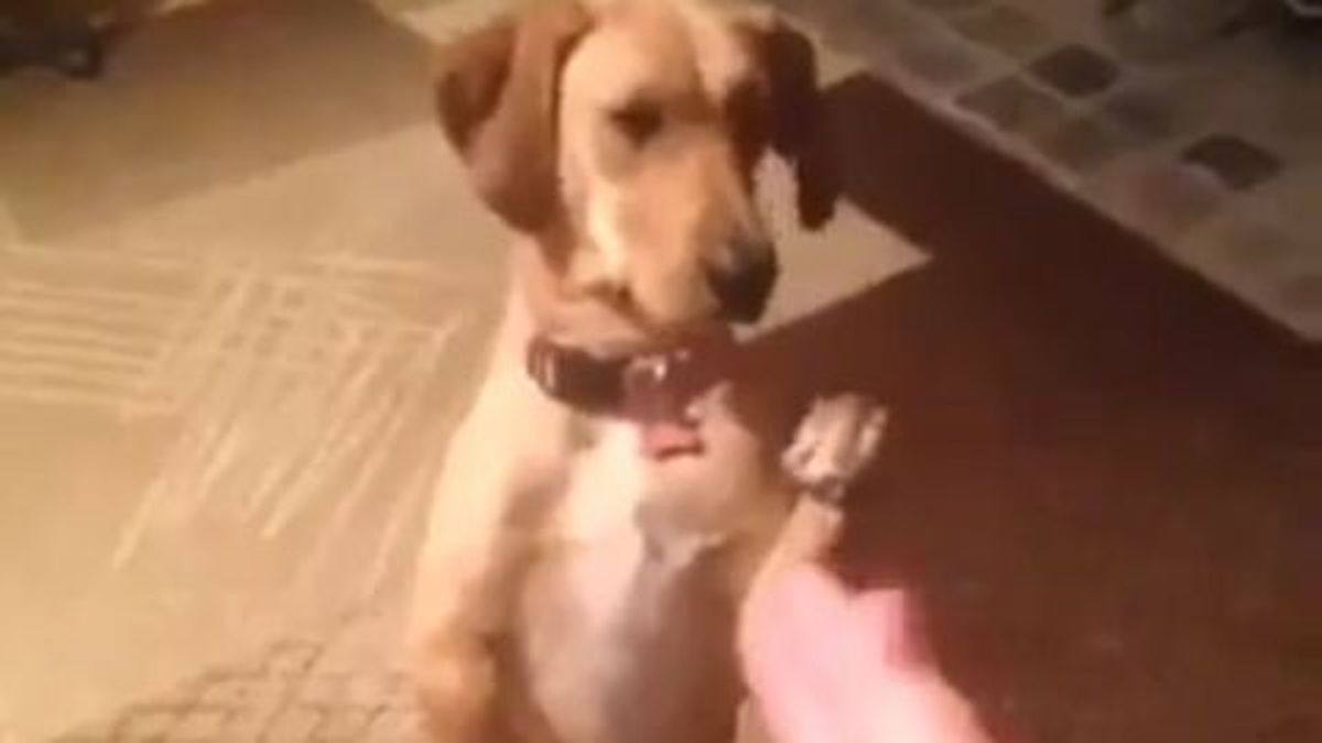 Ce chien est un acteur comme vous n’en avez jamais vu, un véritable professionnel